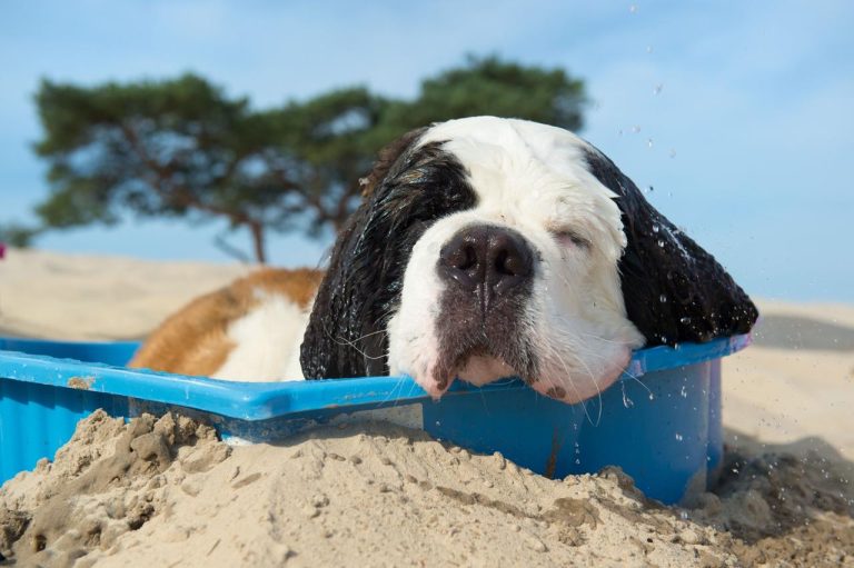 Come rinfrescare il cane senza lavarlo