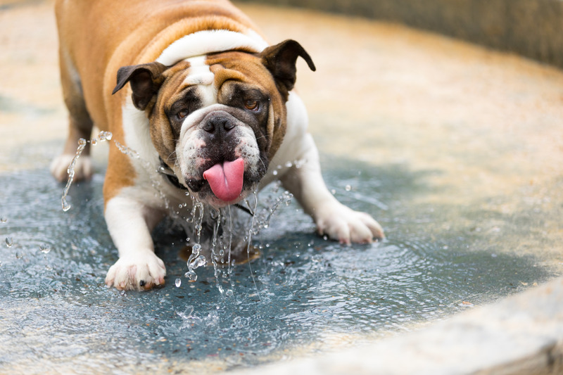 Come rinfrescare il cane senza lavarlo