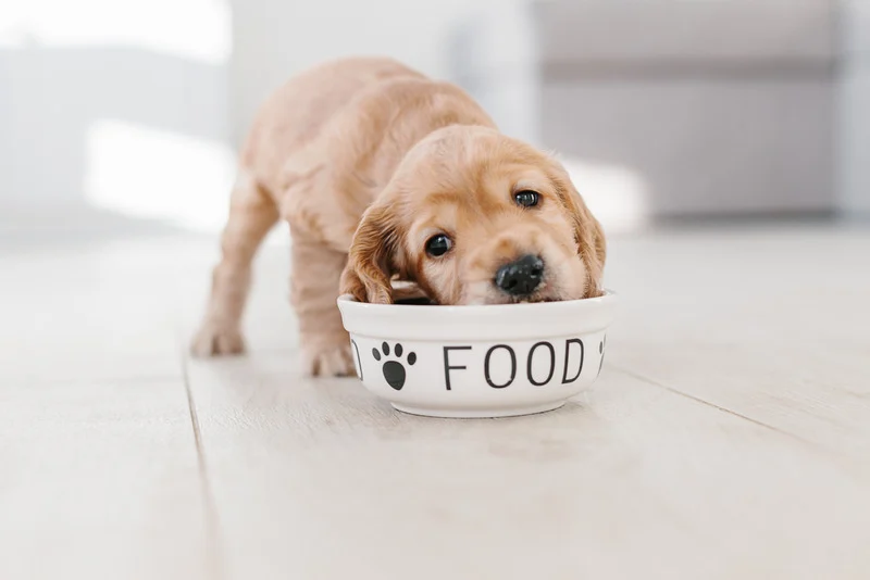 Quante volte al giorno devono mangiare i cani