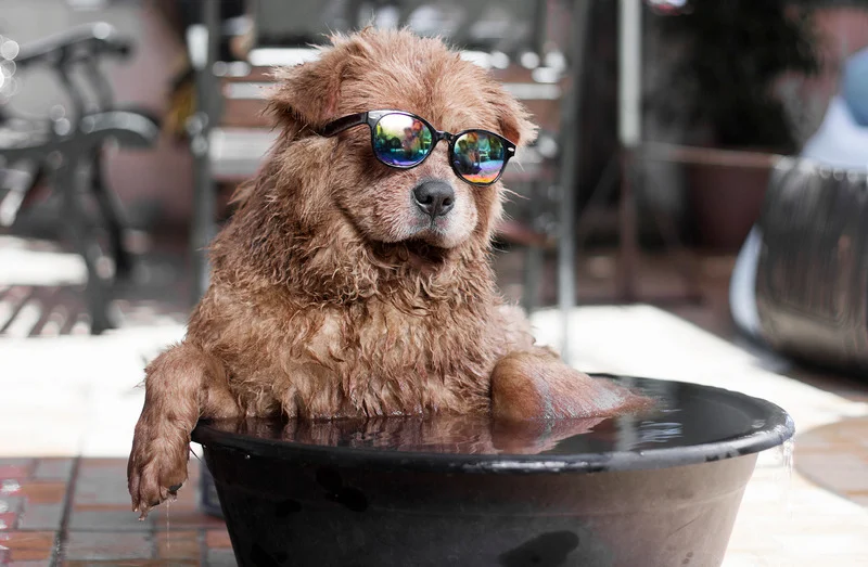 Come rinfrescare il cane senza lavarlo