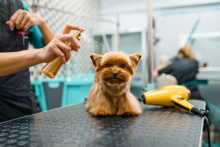 Come Eliminare il Cattivo Odore del Cane in Casa? Tutti i Consigli Come eliminare il cattivo odore del cane in casa?