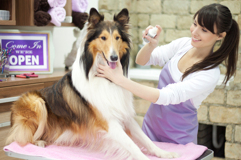 Come eliminare il cattivo odore del cane in casa?