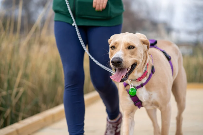 guinzaglio per cani migliore